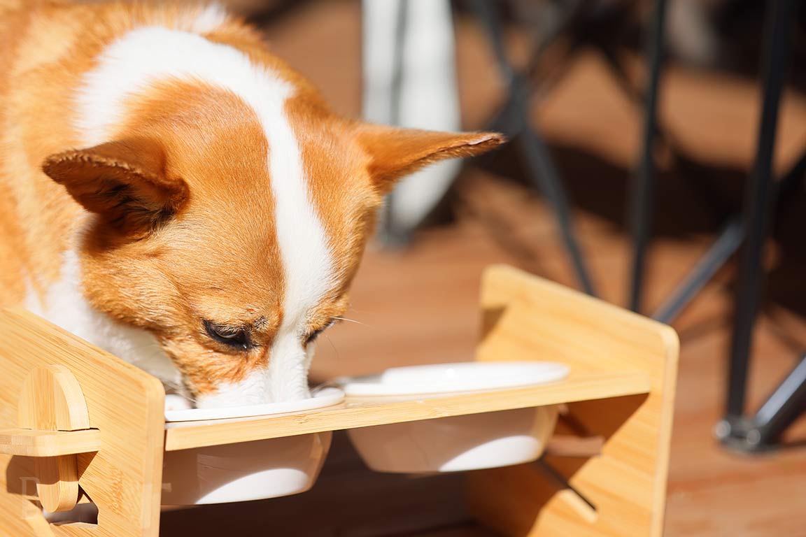 犬の食事